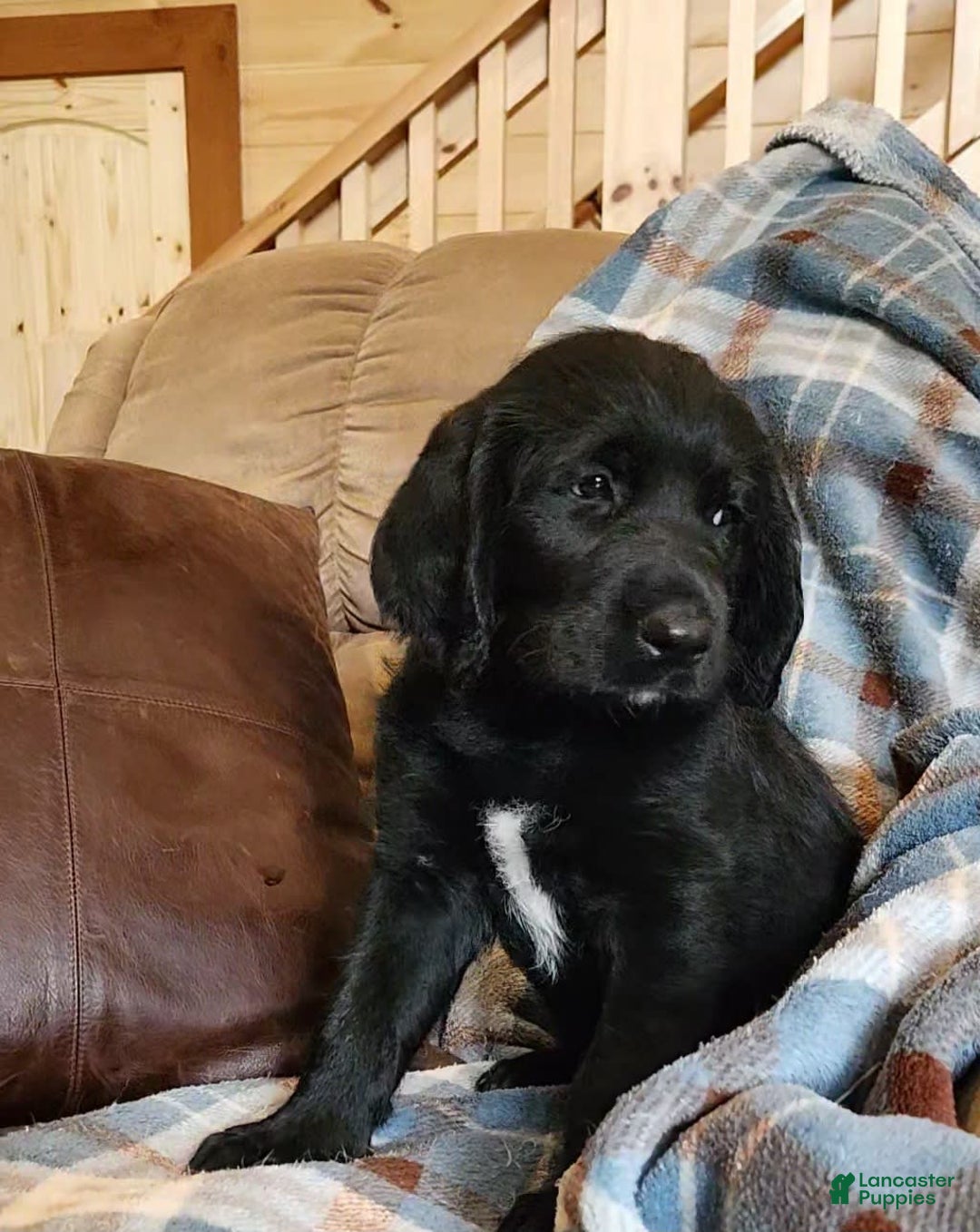 Labradoodle dogs for sale: Madoc - Image 4