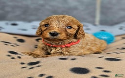 Cockapoo dogs for sale: Julia - Image 2