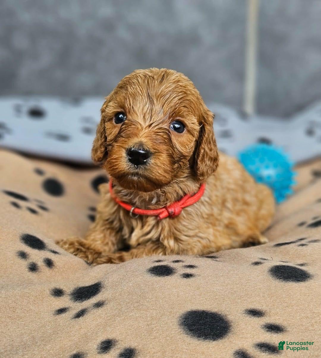 Cockapoo dogs for sale: Julia - Image 2