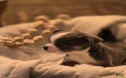 Chihuahua dogs for sale: Finn - Image 1