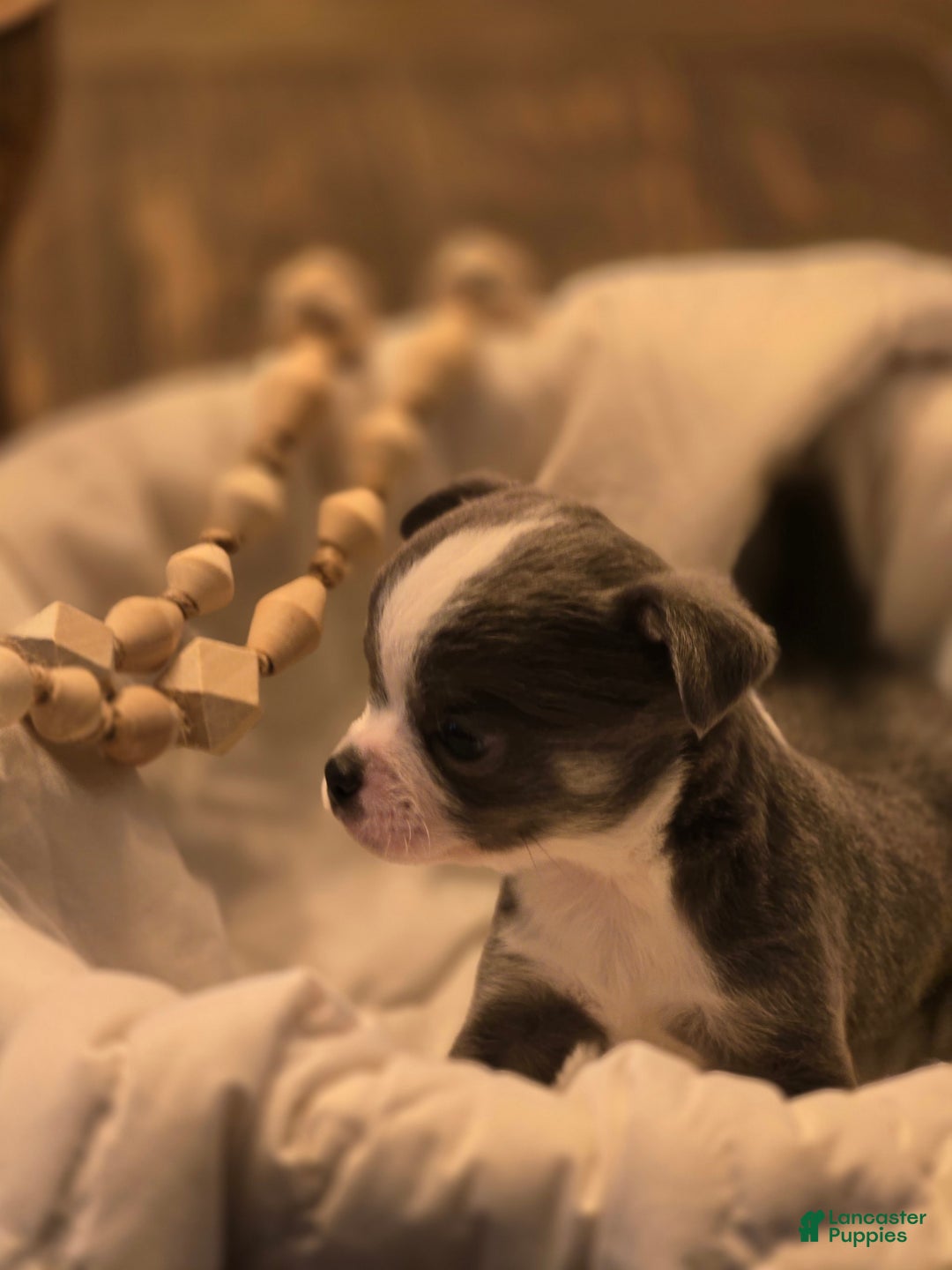 Chihuahua dogs for sale: Finn - Image 1