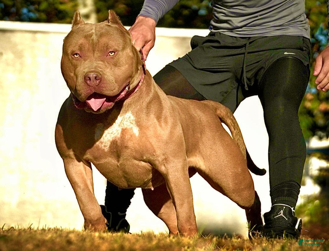 American Bully dogs for sale: Rosie red - Image 3