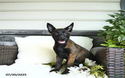 Belgian Malinois dogs for sale: Avalon - Image 2