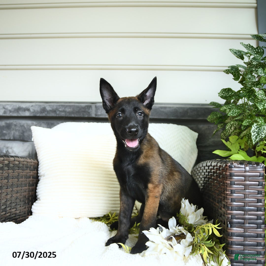 Belgian Malinois dogs for sale: Avalon - Image 2