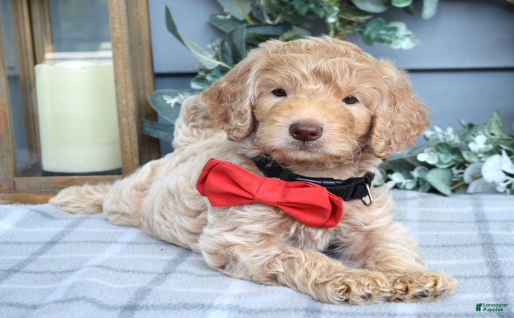 Goldendoodle dogs for sale - Ad 5