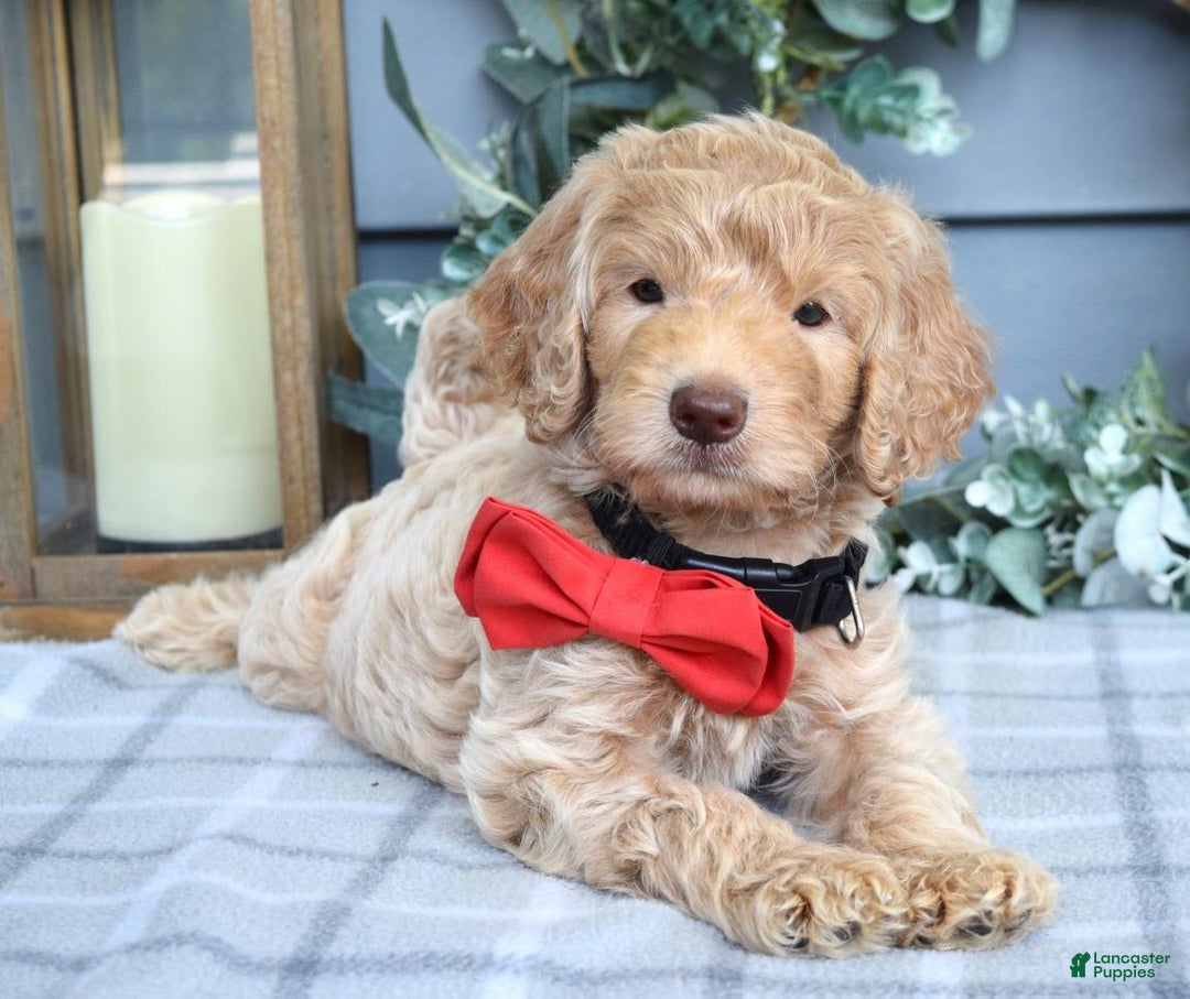 Goldendoodle dogs for sale: Anderson - Image 1