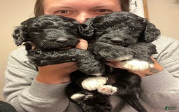 Goldendoodle dogs for sale: Goldendoodle 3 puppies - Image 4