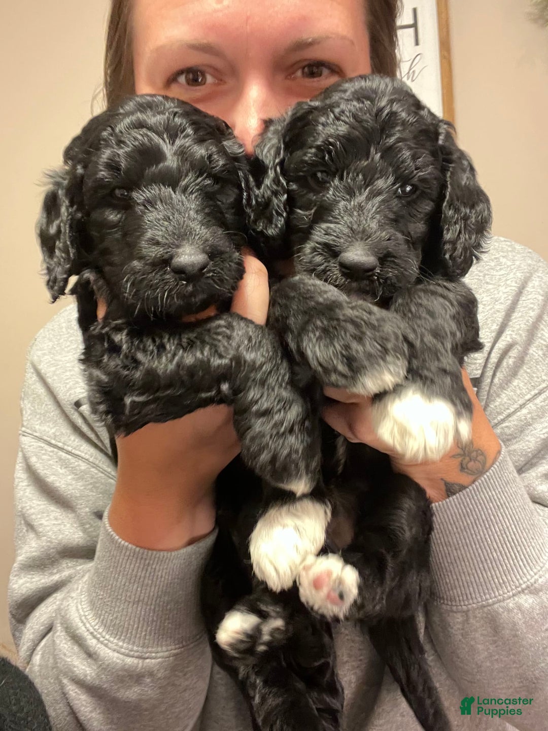 Goldendoodle dogs for sale: Goldendoodle 3 puppies - Image 4