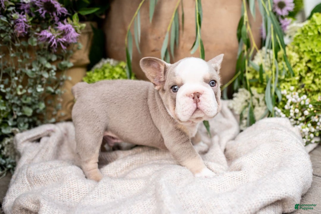French Bulldog dogs for sale: Legend - Image 3