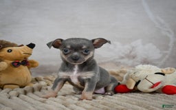 Chihuahua dogs for sale: Sally - Image 12