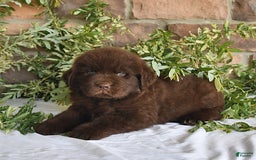 Newfoundland dogs for sale: Sarge - Image 5