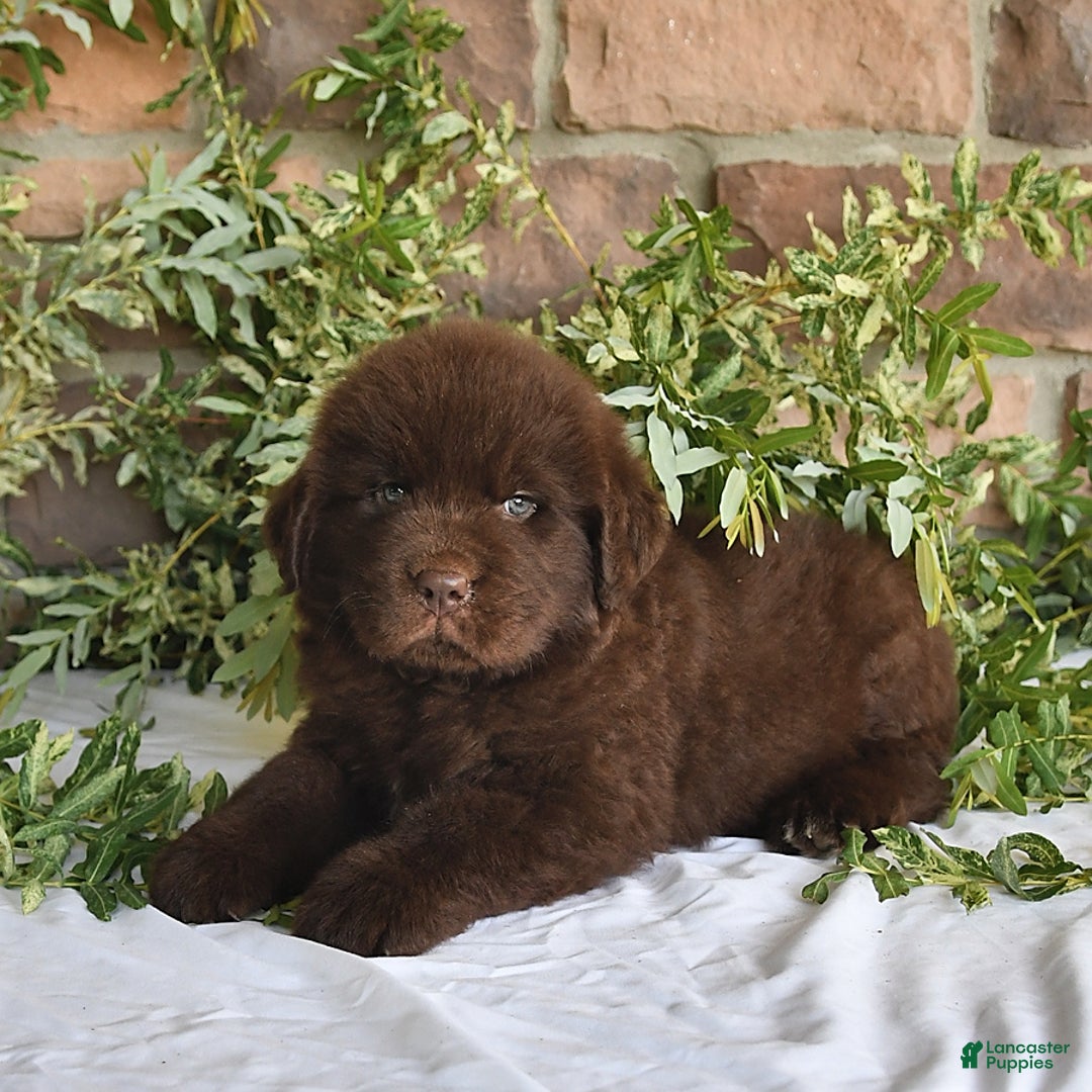 Newfoundland dogs for sale: Sarge - Image 5