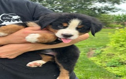 Bernese Mountain Dog dogs for sale: Kaylie - Image 3