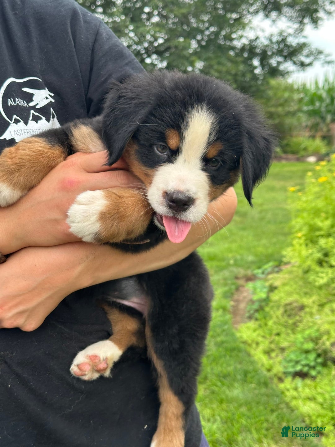 Bernese Mountain Dog dogs for sale: Kaylie - Image 3