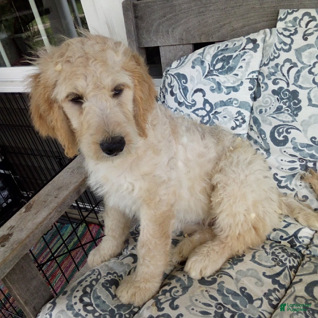 Goldendoodle dogs for sale: Mickey - Image 9