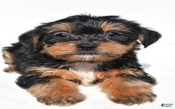 Shorkie dogs for sale: Wafa - Image 3