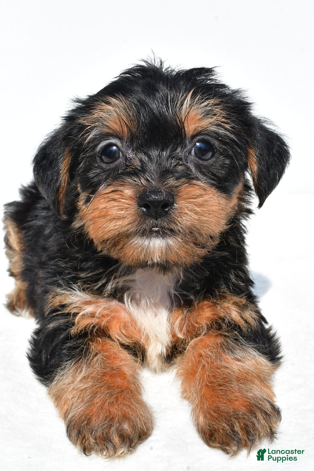 Shorkie dogs for sale: Wafa - Image 3