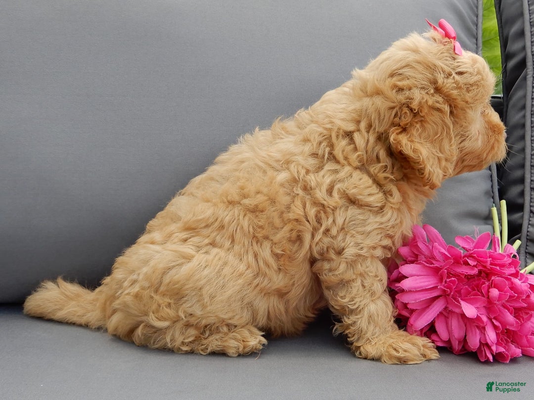 Cavapoo dogs for sale: Caramel - Image 7
