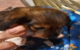 Dachshund dogs for sale: Simba - Image 4