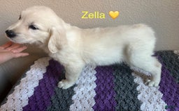 Golden Retriever dogs for sale: Zella - Image 3