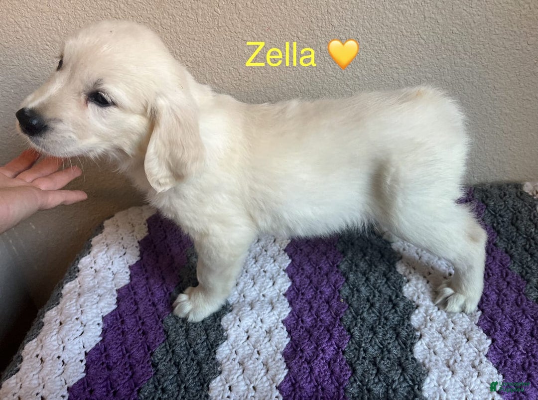 Golden Retriever dogs for sale: Zella - Image 3