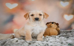 Goldendoodle dogs for sale: Reeses - Image 4