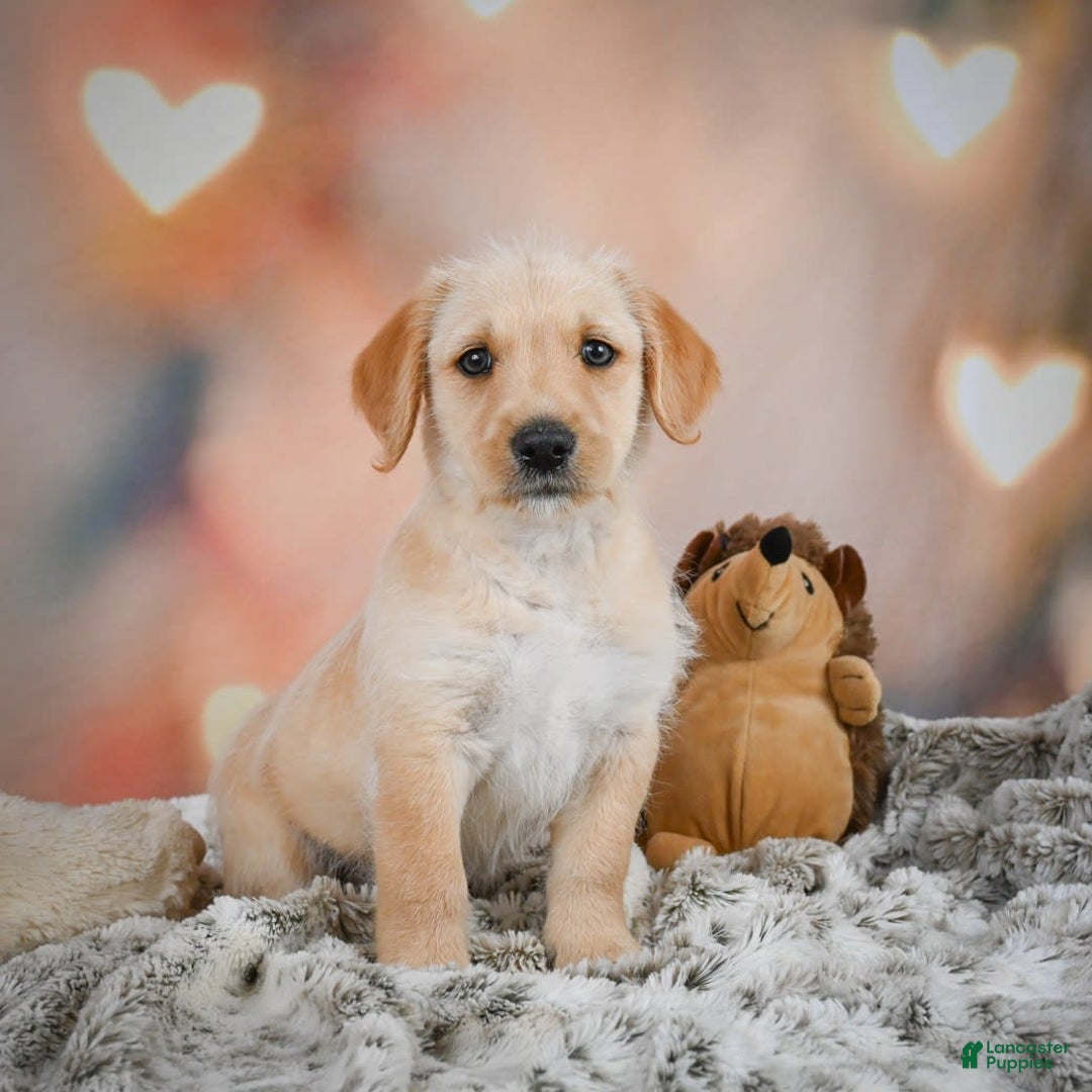 Goldendoodle dogs for sale: Reeses - Image 4