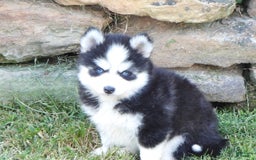 Pomsky dogs for sale: Ashley - Image 4