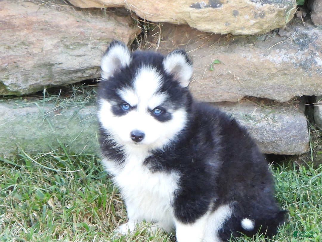 Pomsky dogs for sale: Ashley - Image 4