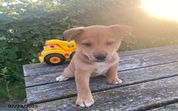 Shiba Inu dogs for sale: Tucker - Image 3