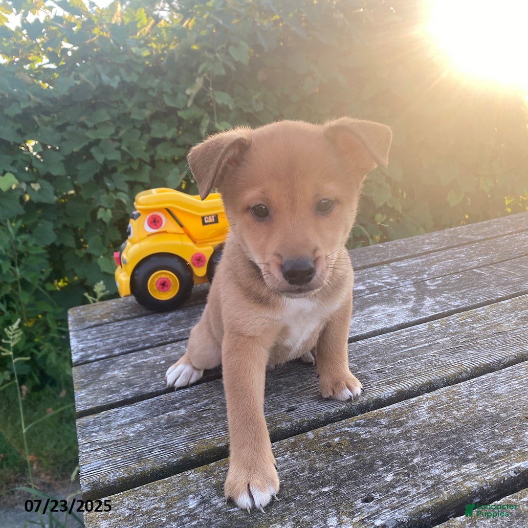 Shiba Inu dogs for sale: Tucker - Image 3