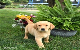 Goldador dogs for sale: Stella - Image 1