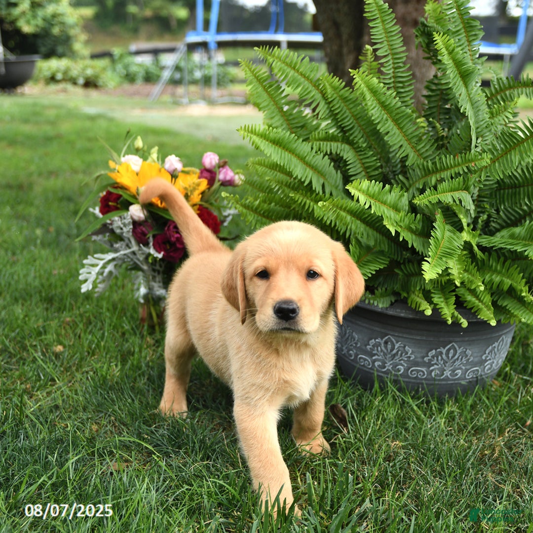 Goldador dogs for sale: Stella - Image 1