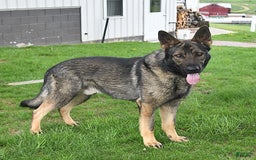 German Shepherd dogs for sale: Kipper - Image 7