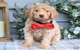 Goldendoodle dogs for sale: Anderson - Image 7