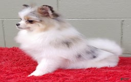 Pomeranian dogs for sale: Sparkle - Image 13