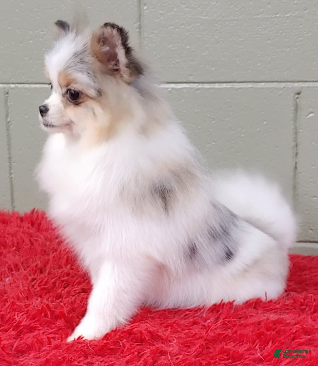 Pomeranian dogs for sale: Sparkle - Image 13