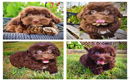 Havapoo dogs for sale: Karma - Image 1