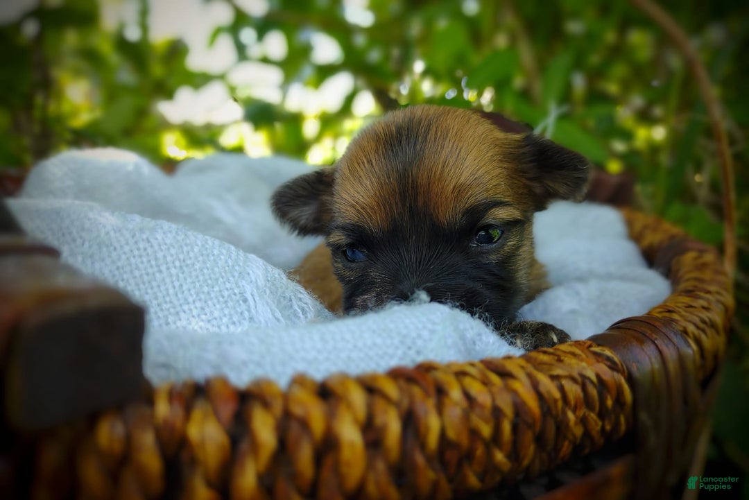 Morkie dogs for sale: Rare Gold Sable Firefly - Image 14