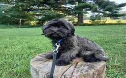 Shihpoo dogs for sale: Cheyenne - Image 3