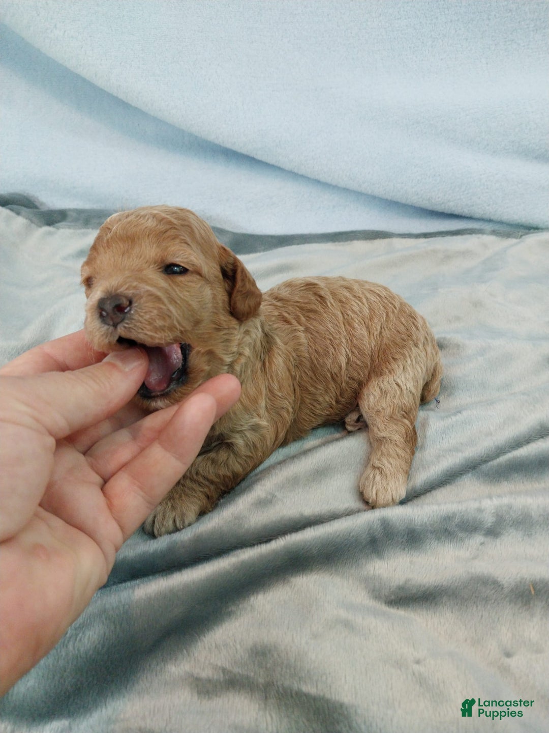 Toy Poodle dogs for sale: Kubby - Image 8