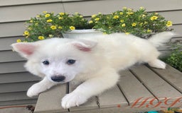 American Eskimo dogs for sale: Spencer - Image 5
