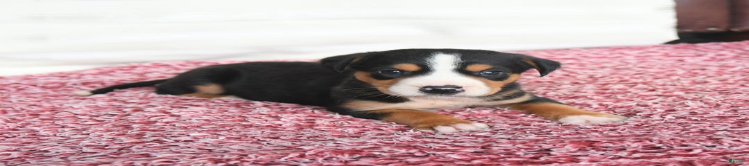 Callie