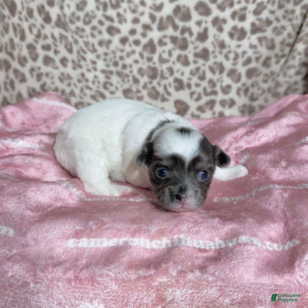 Chihuahua dogs for sale: Blue Sky Long Coat - Image 3