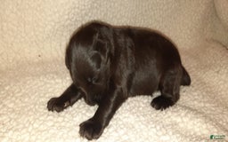 Miniature Schnauzer dogs for sale: Boy1 - Image 7