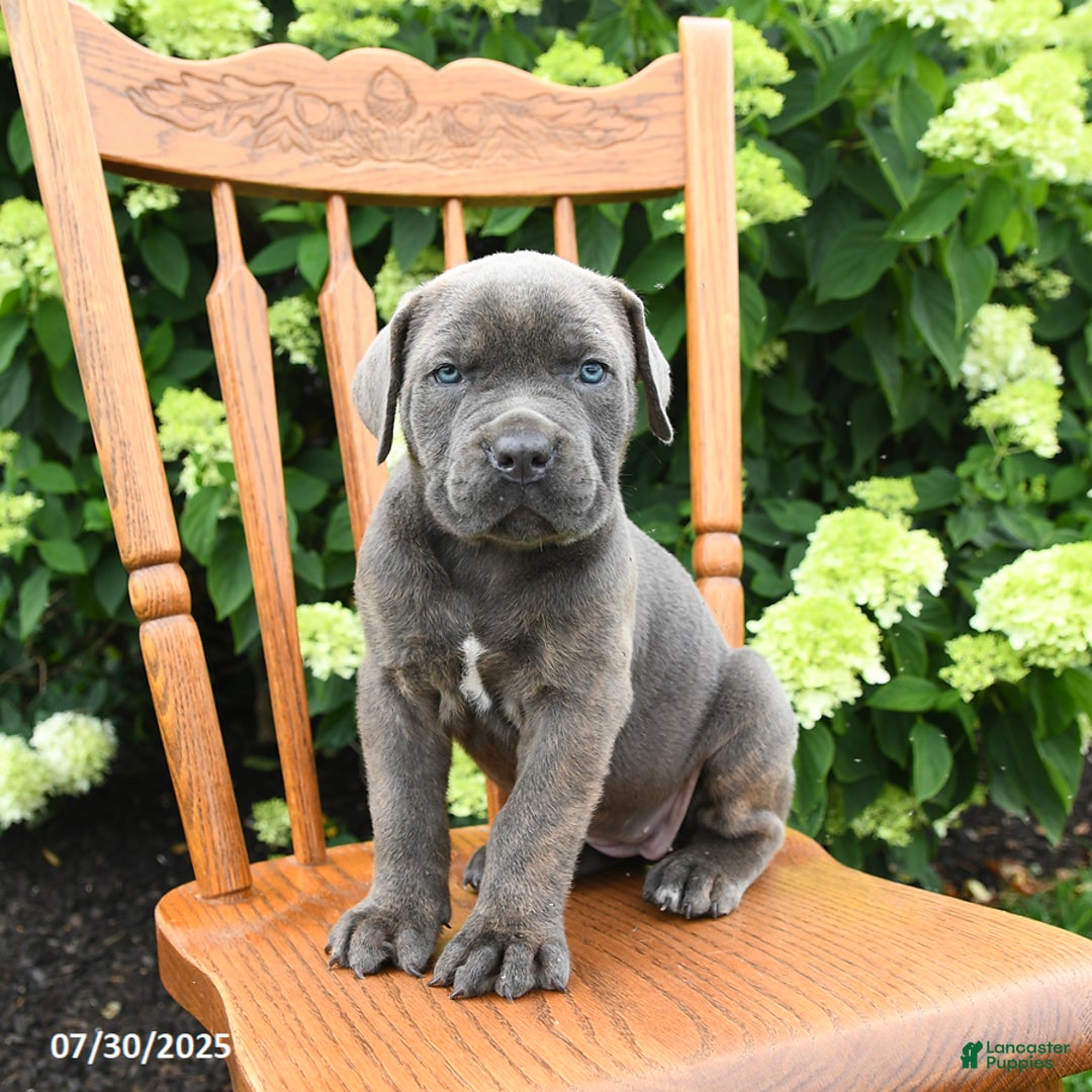 Cane Corso dogs for sale: Stella - Image 5