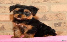 Yorkshire Terrier dogs for sale: Cody - Image 8