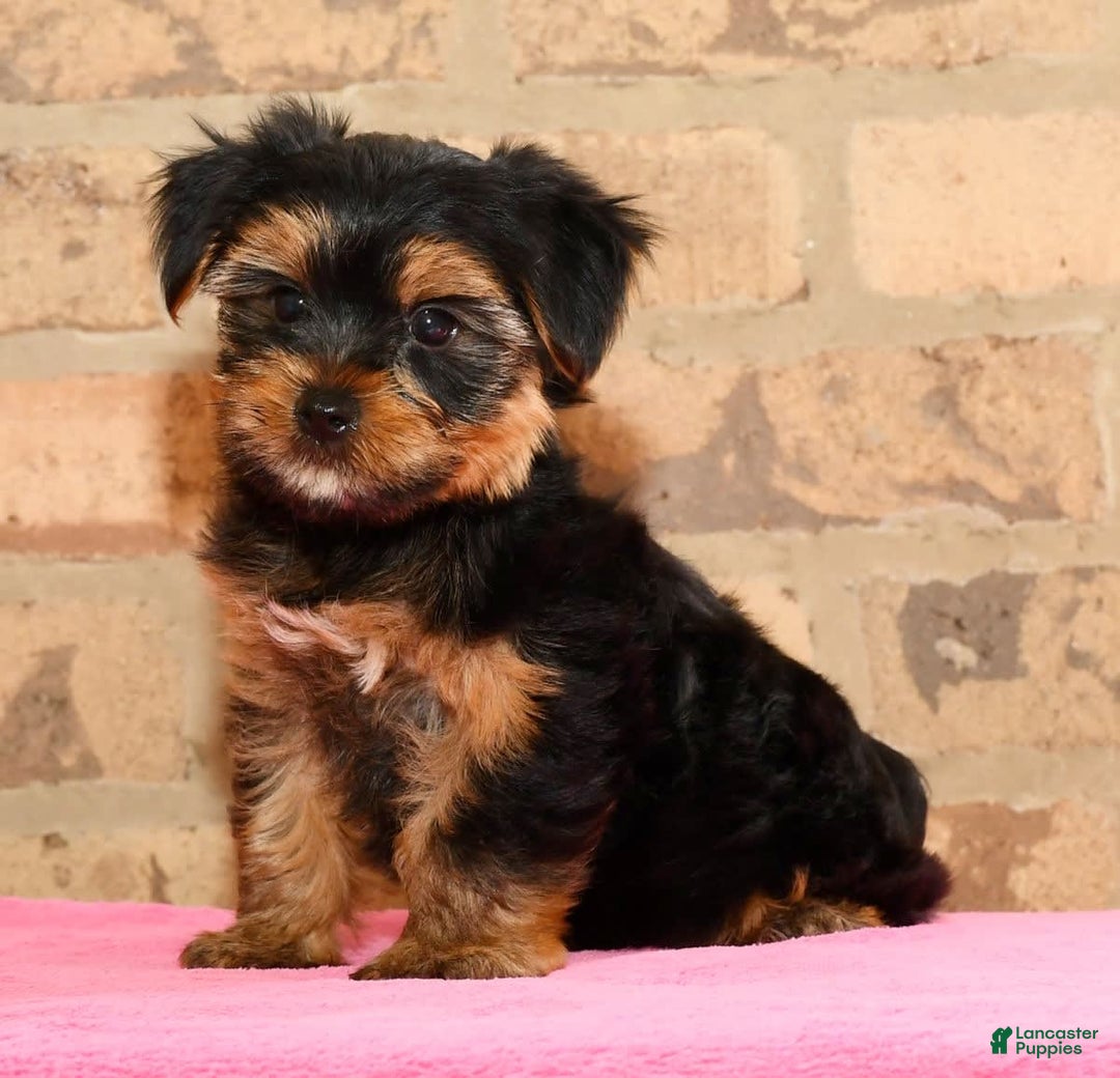 Yorkshire Terrier dogs for sale: Cody - Image 8