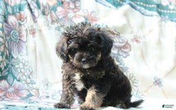 Miniature Poodle dogs for sale: Cocoa - Image 2