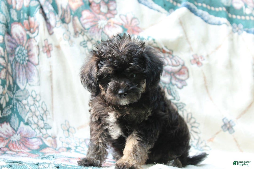 Miniature Poodle dogs for sale: Cocoa - Image 2